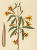 Bignonia capreolata - Mark Catesby — widok dzieła