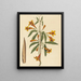 Bignonia capreolata - Mark Catesby — oprawiony obraz na ścianie