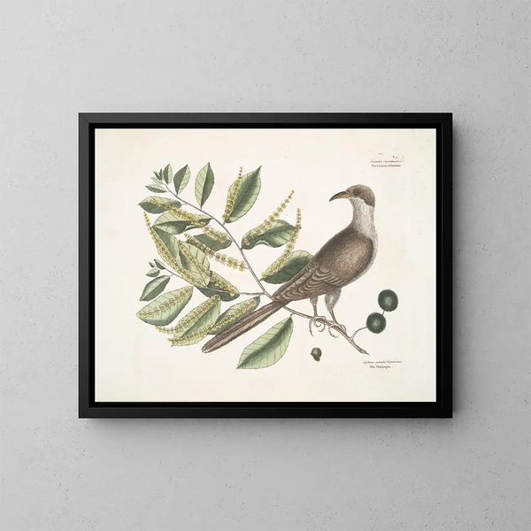 Coucou de Caroline - Mark Catesby — oprawiony obraz na ścianie