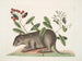 Cuniculus bahamensis, le coney des Bahamas - Mark Catesby — widok dzieła