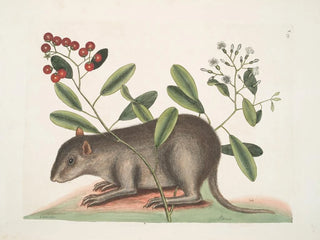 Cuniculus bahamensis, le coney des Bahamas - Mark Catesby — widok dzieła