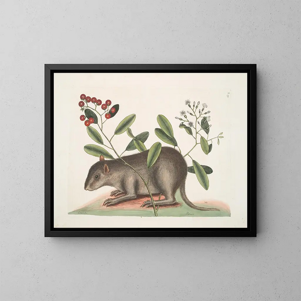 Cuniculus bahamensis, le coney des Bahamas - Mark Catesby — oprawiony obraz na ścianie