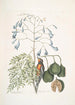 Fringilla Bahamiensis Le pinson des Bahamas Bignonia flore coeruleo Le gaïac à larges feuilles à fleurs bleues - Mark Catesby — widok dzieła