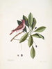 Fringilla purpurea Le Roselin pourpré Tupelo Arbor c L'arbre Tupelo - Mark Catesby — widok dzieła