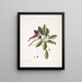 Fringilla purpurea Le Roselin pourpré Tupelo Arbor c L'arbre Tupelo - Mark Catesby — oprawiony obraz na ścianie