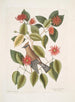 Buisson de feuilles de corne c Garullus carolinensis Le Bavard - Mark Catesby — widok dzieła