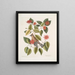Buisson de feuilles de corne c Garullus carolinensis Le Bavard - Mark Catesby — oprawiony obraz na ścianie