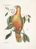 Le buisson de laurier aux feuilles pendantes et aux fruits tricotés aux graines noires brillantes Psitticus Paradisis des Bois Rouges Le Perroquet du Paradis - Mark Catesby — widok dzieła