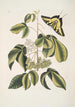 Frutex Viginianus Papilio caudatus maximus - Mark Catesby — widok dzieła