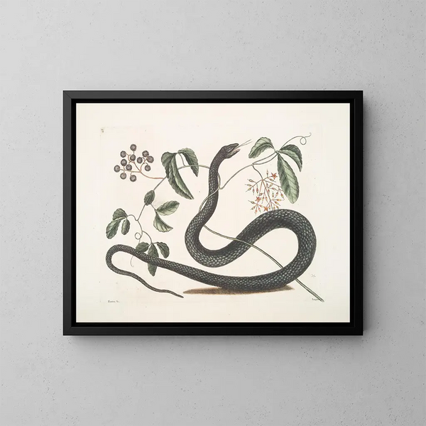 Frutex c Anguis c Le Serpent Noir - Mark Catesby — oprawiony obraz na ścianie