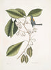 Frutex, parus fringillaris, le fringillon - Mark Catesby — widok dzieła