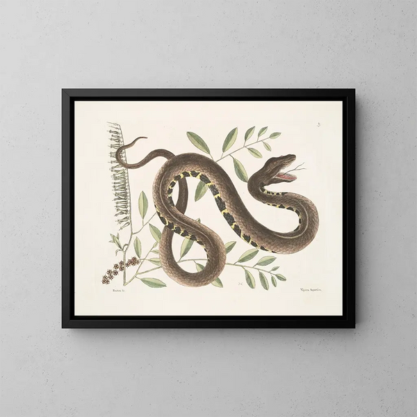 Frutex et Vipera Aquatica - Mark Catesby — oprawiony obraz na ścianie