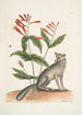 Gentiana L'œillet indien Vulpis Le renard gris - Mark Catesby — widok dzieła