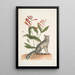 Gentiana L'œillet indien Vulpis Le renard gris - Mark Catesby — oprawiony obraz na ścianie