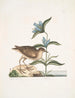 Gllinula Americana Le Soree Gentiana c - Mark Catesby — widok dzieła