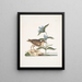 Gllinula Americana Le Soree Gentiana c - Mark Catesby — oprawiony obraz na ścianie