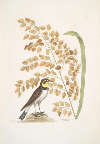 Mark Catesby - Gramen Myloicophoron Oxyphyllon Carolinianum The Seaside Oat Alauda gutture flavo The Lark.webp