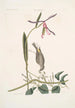 Helleborine Lily folio L'hellébore à feuilles de lys Parus Uropygeo luteo La mésange à croupion jaune Apocynum Scandens L'asclépiade - Mark Catesby — widok dzieła