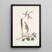 Helleborine Lily folio L'hellébore à feuilles de lys Parus Uropygeo luteo La mésange à croupion jaune Apocynum Scandens L'asclépiade - Mark Catesby — oprawiony obraz na ścianie