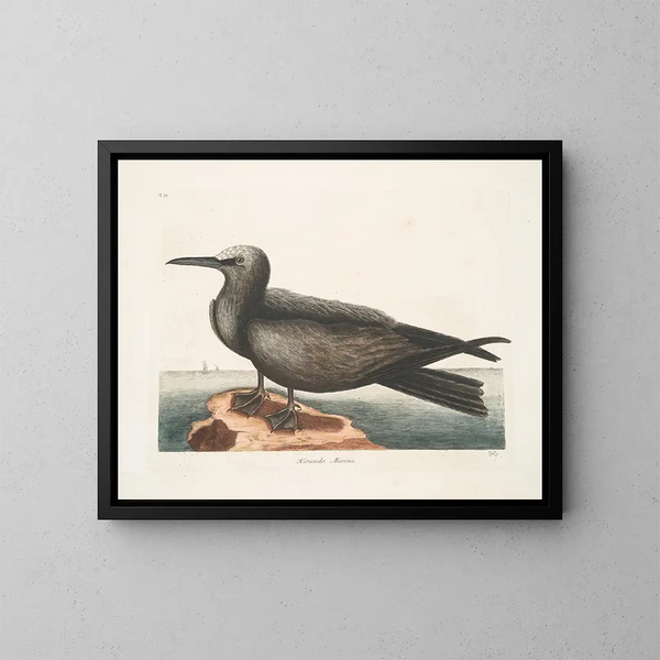 Hirondelle de mer, le Noddy - Mark Catesby — oprawiony obraz na ścianie