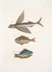 Hirundo Le poisson volant Perca c Le poisson gouvernail Perca fluviatilis c La perche d'eau douce - Mark Catesby — widok dzieła