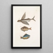 Hirundo Le poisson volant Perca c Le poisson gouvernail Perca fluviatilis c La perche d'eau douce - Mark Catesby — oprawiony obraz na ścianie
