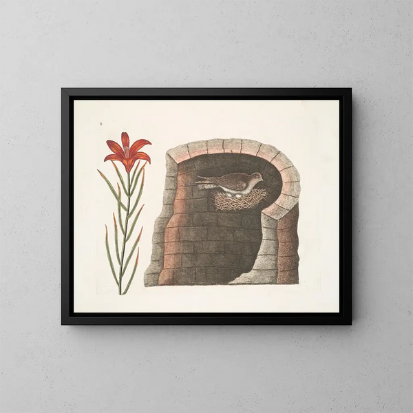 Hirondelle à queue épineuse, l'hirondelle américaine, lis à fleurs rouges singulier - Mark Catesby — oprawiony obraz na ścianie