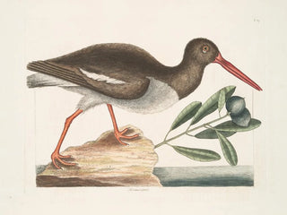 Hématopode, rybak ostryg - Mark Catesby — widok dzieła