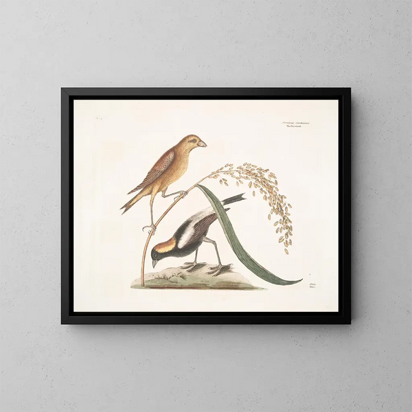 Le Moineau du riz - Mark Catesby — oprawiony obraz na ścianie