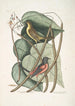 Icterus minor L'oiseau bâtard de Baltimore Bignonia Urusu foliis c Druk artystyczny drzewo catalpa - Mark Catesby — widok dzieła