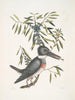 Ispida c Le Martin-pêcheur Myrtus c Le myrte à feuilles étroites - Mark Catesby — widok dzieła
