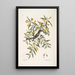 Jasminum luteum Le jasmin jaune Muscicapa nigrescens Le gobe-mouche à tête noire - Mark Catesby — oprawiony obraz na ścianie