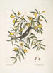 Jasminum luteum Le jasmin jaune Muscicapa nigrescens Le gobe-mouche à tête noire - Mark Catesby — widok dzieła