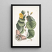Ketmia L'arbre Mano Phalna fusca c - Mark Catesby — oprawiony obraz na ścianie