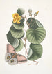 Ketmia L'arbre Mano Phalna fusca c - Mark Catesby — widok dzieła