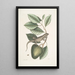 Lacertus Indicus L'iguane Anona - Mark Catesby — oprawiony obraz na ścianie