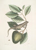 Lacertus Indicus L'iguane Anona - Mark Catesby — widok dzieła