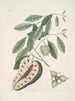 Le lézard à queue bleue Anona c - Mark Catesby — widok dzieła