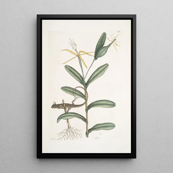 Mark Catesby - Lacertus griseus The LionLizard Viscum.webp