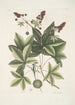 Lacertus viridis Carolinensis Le lézard vert de Caroline Stirax Aceris folio Le copalme - Mark Catesby — widok dzieła