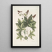 Lacertus viridis Carolinensis Le lézard vert de Caroline Stirax Aceris folio Le copalme - Mark Catesby — oprawiony obraz na ścianie