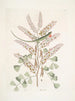 Lacertus veridis jamaïcain Le lézard vert de Jamaïque Lignum Campechianum Logwood - Mark Catesby — widok dzieła
