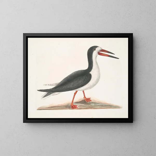 Larus major, le grand labbe - Mark Catesby — oprawiony obraz na ścianie