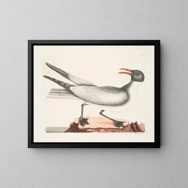 Le goéland rieur - Mark Catesby — oprawiony obraz na ścianie