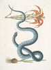 Lilium c Le Lys Rouge Anguis c Le Serpent Wampum - Mark Catesby — widok dzieła