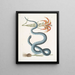 Lilium c Le Lys Rouge Anguis c Le Serpent Wampum - Mark Catesby — oprawiony obraz na ścianie