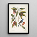 Magnolia Lauri folio Subtus albicante Le laurier doux à fleurs Coccothraustes coeruleus Le gros-bec bleu - Mark Catesby — oprawiony obraz na ścianie