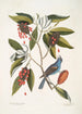 Magnolia Lauri folio Subtus albicante Le laurier doux à fleurs Coccothraustes coeruleus Le gros-bec bleu - Mark Catesby — widok dzieła