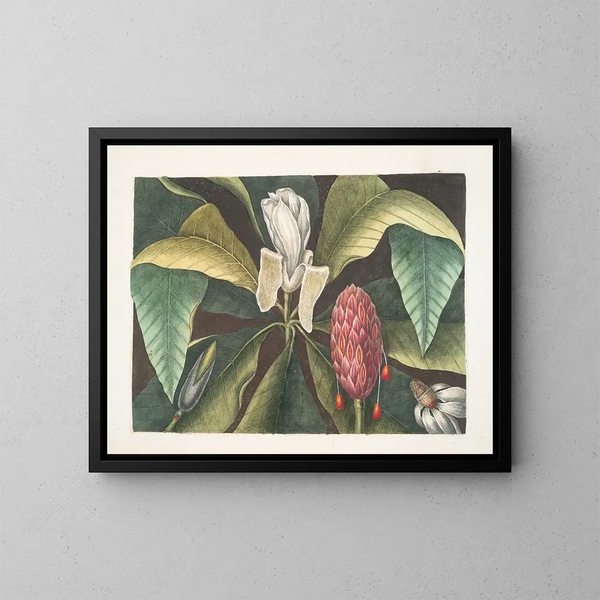 Magnolia, drzewo z parasolami - Mark Catesby — oprawiony obraz na ścianie