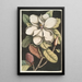 Magnolia altissima Le laurier de Caroline - Mark Catesby — widok dzieła